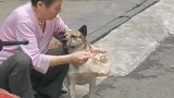 小狗也逃不过奶奶喂饭