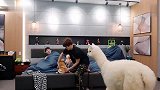 羊驼突然走进来，陈飞宇被吓出痛苦面具，太逗