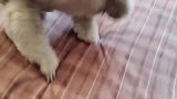 狗千万不能跟孩子在一起