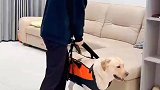 狗子竟然这么重都要背不动了，该安排减肥了
