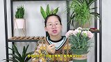 适合新手养护的康乃馨盆栽，开花又大又漂亮，注意几点就能养好