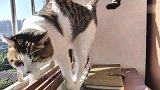 猫咪探头望风，主人叫它小心它立马转身进来，真懂事！