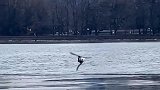 美国纽约中央公园一只白头海雕冰面上捕猎 用爪子抓住一只鸟
