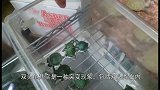 这只陆龟杰纳斯，打破了双头龟活不过三年的魔咒，十分顽强！