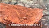 几大怪鱼之一，夜间觅食，喜欢吃肉，外号推土机