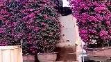 美女给我一支玫瑰花