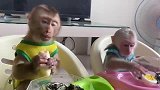 两只孤儿猴比赛吃东西，场面有趣