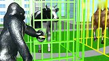 大猩猩打开笼子喂动物们吃了不同的水果和蔬菜变了颜色，认识动物