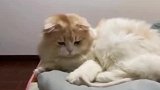 猫咪被修剪尾巴后，彻底不认识自己尾巴了，一脸懵