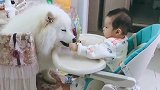 一只萨摩耶和小主人的一段视频感动无数网友，养狗人士：太温馨了