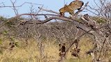 野狗包围猎豹抢夺食物，猎豹无奈躲到树上，还是未能摆脱野狗！