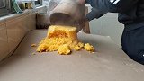 秋天自制鲫鱼窝料，简单高效还便宜