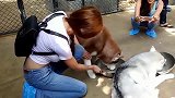 两位美女去收容所看望流浪狗,哈士奇看见吃的就认主人