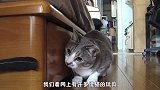 心机猫咪趁玩耍之际，偷揍好兄弟，事后的表演给你打满分
