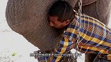 大象被铁链囚禁虐待50年，获救后，做出一个举动让人不敢相信！