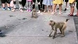 猴子耍人了。