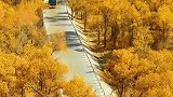 塔里木胡杨林公园的网红公路