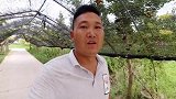 猫咪们猫粮不爱吃，看到鱼肉直接暴动了，连吃相都不顾了