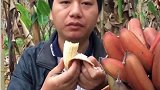 这种香蕉很好吃，有人说像非洲香蕉，你们觉得像吗？