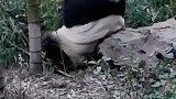 逛熊猫馆时拍下这一幕，这大熊猫怎么都皱了，赶紧拿熨斗啊！
