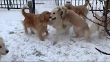 一群金毛犬在雪地里玩耍，太漂亮了！