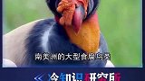 世界上最奇怪的4种鸟