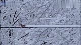 一只倔强执着的小凶许，为了穿越被雪覆盖的电线，就这么一直推雪向前