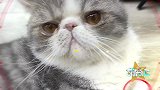 从来都没有傻猫咪，要想猫咪变得聪明，铲屎官可要好好学习了！