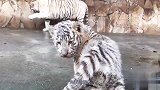 “ 创世神”白虎，世界一级保护动物，全球也才210只左右