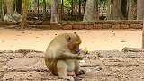 王猴变成了婴儿，王猴使如此有趣