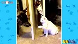 狮子偷袭镇宅之犬，这结局让我不敢相信自己的眼睛