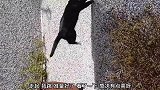 猫咪徒手爬上屋顶，就这技术不怕它抓不到耗子