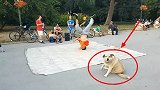 狗狗发现街上有人跳街舞，上去露了一手，不料瞬间“技惊四座”！