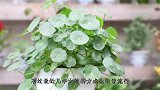 养铜钱草，要剃剃头喝喝酒，硕大叶子呼呼往外冒