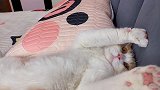 大家醒来的时候 身边也躺着这玩意儿吗？黄桃不是猫 沙雕 萌宠 大家醒来的时候