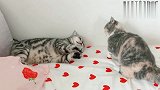 小猫在一边暗中观察，看到铲屎官撸其他猫后生气暴走！