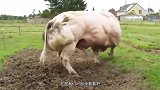 全身长满肌肉的猛牛，一脚能踢死老虎？堪称牛界的“施瓦辛格”