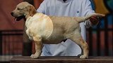 怎样挑选优秀的拉布拉多犬(15)肩部这个视频有点料 犬种密码 帝中海犬舍 鹏哥家鹏嫂