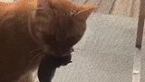 猫：铲屎的快开窗子，我把老鼠给你抓回来了！