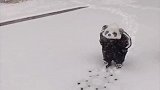 小宝宝在雪地里散步，大摇大摆地像只小熊猫，心都被萌化了！