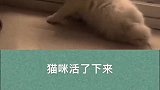世界上最坚强的动物，失去后腿的猫咪用前腿走路