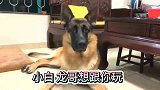 在德牧面前喊它心爱小母狗的名字！