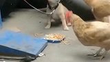 鸡来抢吃的，狗子打不过。臭鸡等我几个月！