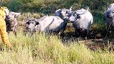 这是人干的事儿？男子戴上老虎头套吓唬牛！结果自己吓的屁股尿流