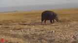 河马的力量不能对抗土狼，野狗猎杀河马