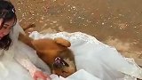 狗狗不舍主人出嫁