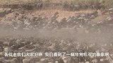 动物的精彩狩猎时刻，角马大迁徙，却被鳄鱼盯上，鳄鱼成功狩猎！