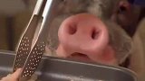 给猪吃烤肉，多少又点不人道了啊