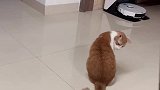 猫咪和尾巴果然不是同一种生物