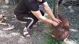 陕西人都爱吃的铁锅炖鸡，农村阿霞2只大土鸡1锅炖，看饿了